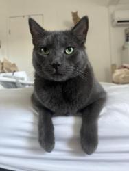 Lost Male Cat last seen Mobile home complex neighborhood., San Jose, CA 95116
