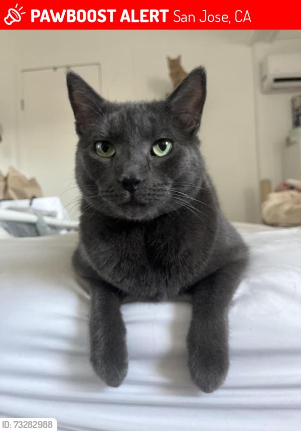 Lost Male Cat last seen Mobile home complex neighborhood., San Jose, CA 95116