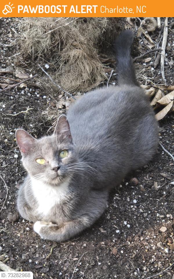 Found/Stray Female Cat last seen Amos smith, Charlotte, NC 28214