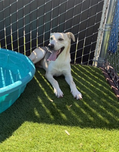 Shelter Stray Male Dog last seen Near BLOCK E MESA DR, 333 Chandler Pl, San Bernardino, CA 92408, USA
