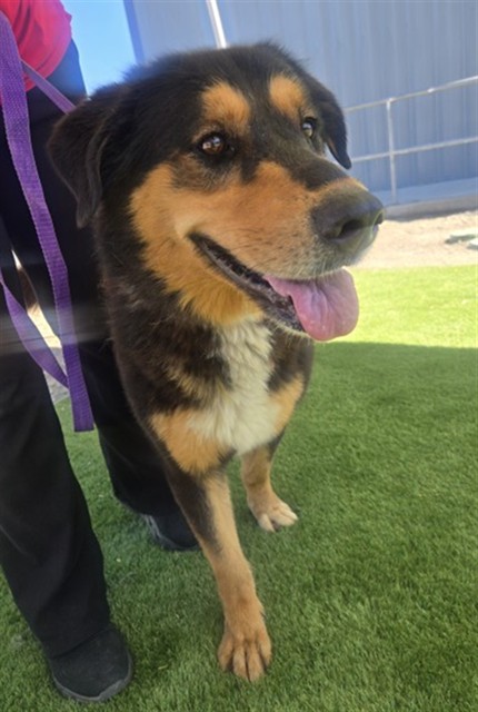 Shelter Stray Female Dog last seen MILL AND RANCHO, 333 Chandler Pl, San Bernardino, CA 92408, USA