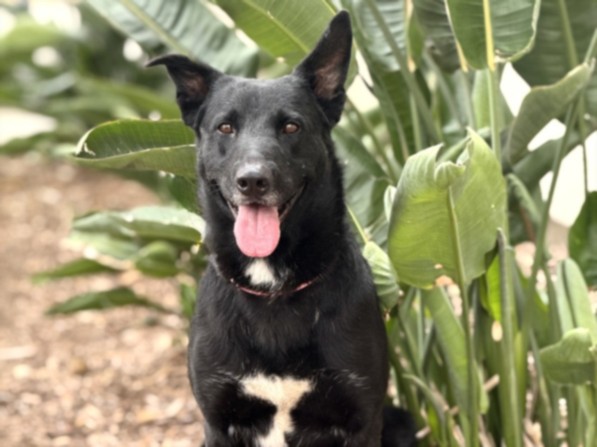Shelter Stray Male Dog last seen , 957 N Gaffey St, San Pedro, CA 90731, USA