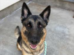 Shelter Stray Female Dog last seen , 957 N Gaffey St, San Pedro, CA 90731, USA