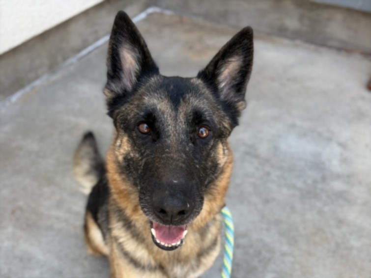 Shelter Stray Female Dog last seen , 957 N Gaffey St, San Pedro, CA 90731, USA