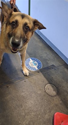 Shelter Stray Male Dog last seen , 1850 W 60th St, Los Angeles, CA 90047, USA