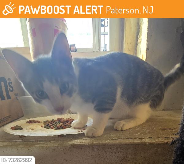 Found/Stray Male Cat last seen Main & Getty streets, Paterson, NJ 07503