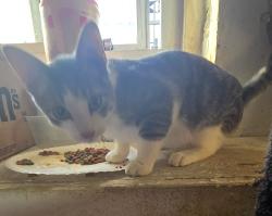 Found/Stray Male Cat last seen Main & Getty streets, Paterson, NJ 07503