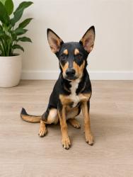 Shelter Stray Male Dog last seen , 38550 Sierra Hwy, Palmdale, CA 93550, USA