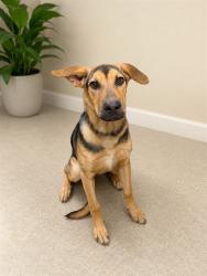 Shelter Stray Female Dog last seen , 38550 Sierra Hwy, Palmdale, CA 93550, USA