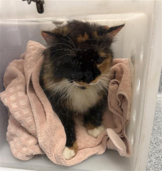 Shelter Stray Female Cat last seen Near, 2600 S Harding St, Indianapolis, IN 46221, USA