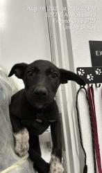 Shelter Stray Female Dog last seen Near BLOCK E TULARE ST, FRESNO CA 93702 2600, 5277 E Airways Blvd, Fresno, CA 93727, USA