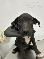 Shelter Stray Male Dog last seen Near BLOCK E TULARE ST, FRESNO CA 93702 2600, 5277 E Airways Blvd, Fresno, CA 93727, USA