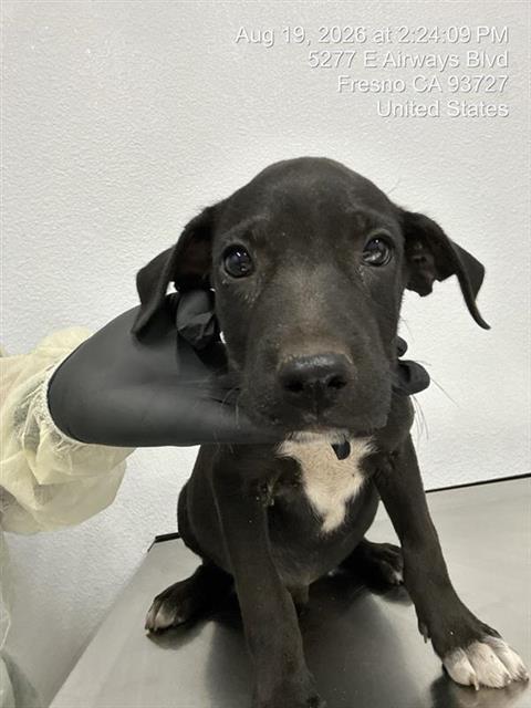 Shelter Stray Male Dog last seen Near BLOCK E TULARE ST, FRESNO CA 93702 2600, 5277 E Airways Blvd, Fresno, CA 93727, USA
