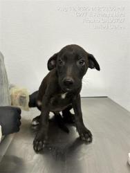 Shelter Stray Male Dog last seen Near BLOCK E TULARE ST, FRESNO CA 93702 2600, 5277 E Airways Blvd, Fresno, CA 93727, USA