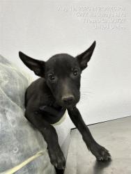 Shelter Stray Female Dog last seen Near BLOCK E TULARE ST, FRESNO CA 93702 2600, 5277 E Airways Blvd, Fresno, CA 93727, USA