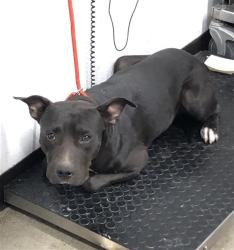 Shelter Stray Male Dog last seen Near BLOCK W ALLUVIAL AVE, FRESNO CA 93650 1150, 5277 E Airways Blvd, Fresno, CA 93727, USA