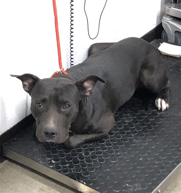 Shelter Stray Male Dog last seen Near BLOCK W ALLUVIAL AVE, FRESNO CA 93650 1150, 5277 E Airways Blvd, Fresno, CA 93727, USA