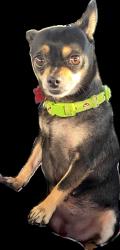 Lost Female Dog last seen Chapel Hill, Douglasville, GA 30135