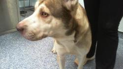 Shelter Stray Male Dog last seen CHARLOTTE, 8315 Byrum Dr, Charlotte, NC 28217, USA