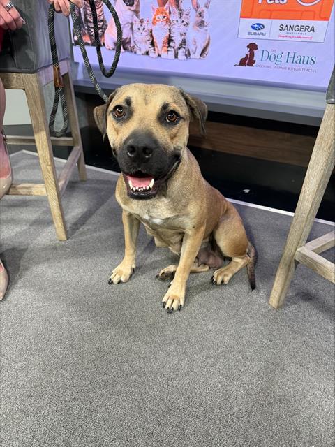 Shelter Stray Female Dog last seen Near BLK TAYLOR ST, BAKERSFIELD, CA, 201 S Mt Vernon Ave, Bakersfield, CA 93307, USA