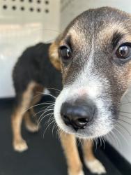 Shelter Stray Female Dog last seen Near BLK 30TH ST, BAKERSFIELD, CA, 201 S Mt Vernon Ave, Bakersfield, CA 93307, USA