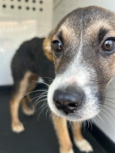 Shelter Stray Female Dog last seen Near BLK 30TH ST, BAKERSFIELD, CA, 201 S Mt Vernon Ave, Bakersfield, CA 93307, USA