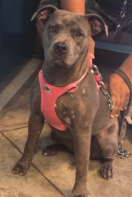 Shelter Stray Female Dog last seen PANAMA LANE BAKERSFIELD, 201 S Mt Vernon Ave, Bakersfield, CA 93307, USA