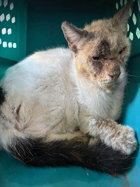 Shelter Stray Female Cat last seen , 4275 Elton St, Baldwin Park, CA 91706, USA
