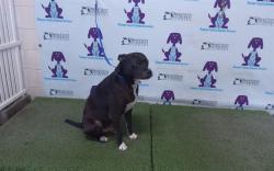 Shelter Stray Male Dog last seen , 2769 Conroy Rd, Orlando, FL 32839, USA