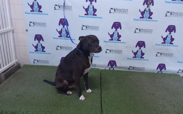 Shelter Stray Male Dog last seen , 2769 Conroy Rd, Orlando, FL 32839, USA