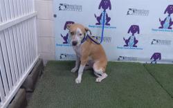 Shelter Stray Female Dog last seen , 2769 Conroy Rd, Orlando, FL 32839, USA