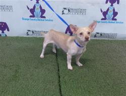 Shelter Stray Male Dog last seen , 2769 Conroy Rd, Orlando, FL 32839, USA