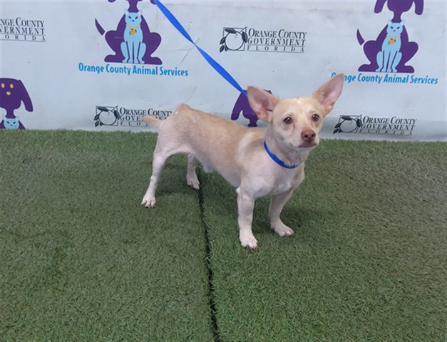 Shelter Stray Male Dog last seen , 2769 Conroy Rd, Orlando, FL 32839, USA