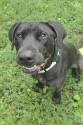 Shelter Stray Male Dog last seen ST PETERS, 4850 Mid Rivers Mall Dr, St Peters, MO 63376, USA