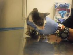 Shelter Stray Female Cat last seen Near BLOCK NW 87TH PL, 3599 NW 79th Ave, Doral, FL 33122, USA