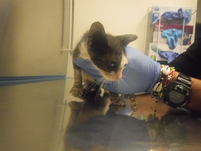 Shelter Stray Female Cat last seen Near BLOCK NW 87TH PL, 3599 NW 79th Ave, Doral, FL 33122, USA