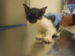Shelter Stray Female Cat last seen Near BLOCK NW 87TH PL, 3599 NW 79th Ave, Doral, FL 33122, USA