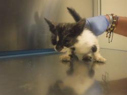 Shelter Stray Male Cat last seen Near BLOCK NW 87TH PL, 3599 NW 79th Ave, Doral, FL 33122, USA