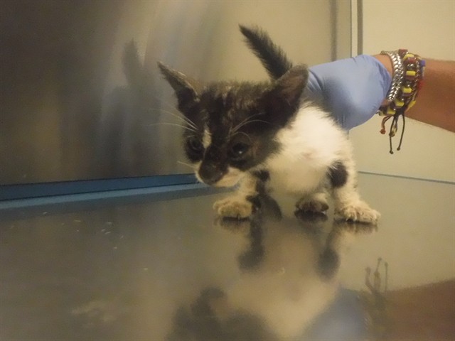 Shelter Stray Male Cat last seen Near BLOCK NW 87TH PL, 3599 NW 79th Ave, Doral, FL 33122, USA