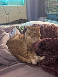 Lost Male Cat last seen W 9000 S West Jordan, UT 84088 United States, West Jordan, UT 84088