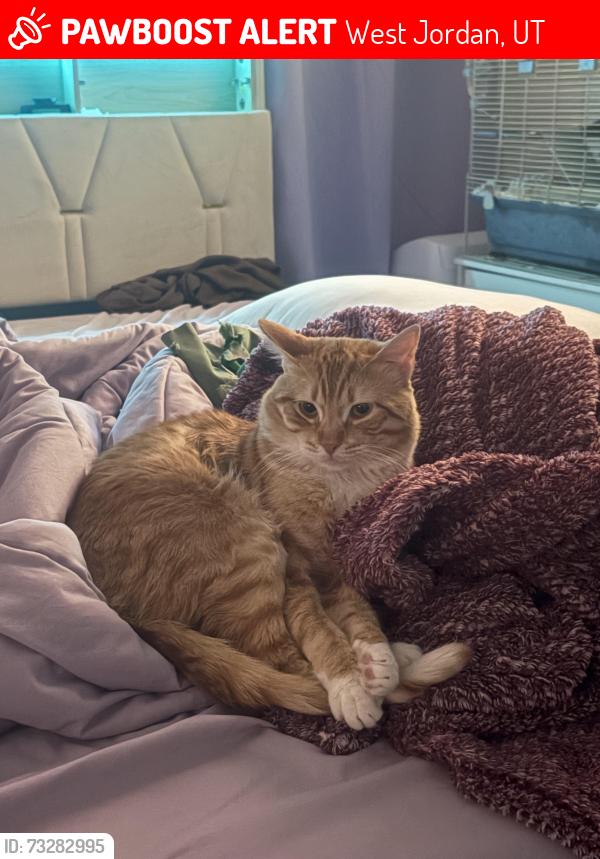 Lost Male Cat last seen W 9000 S West Jordan, UT 84088 United States, West Jordan, UT 84088