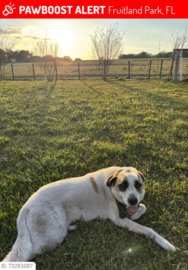 Lost Male Dog last seen Eagles nest road, Fruitland Park, FL 34731
