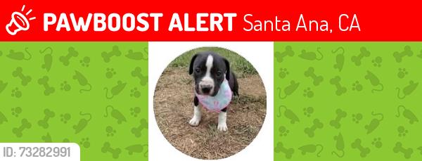 Lost Male Dog last seen Bristol and MacArthur Santa ana ca, Santa Ana, CA 92704