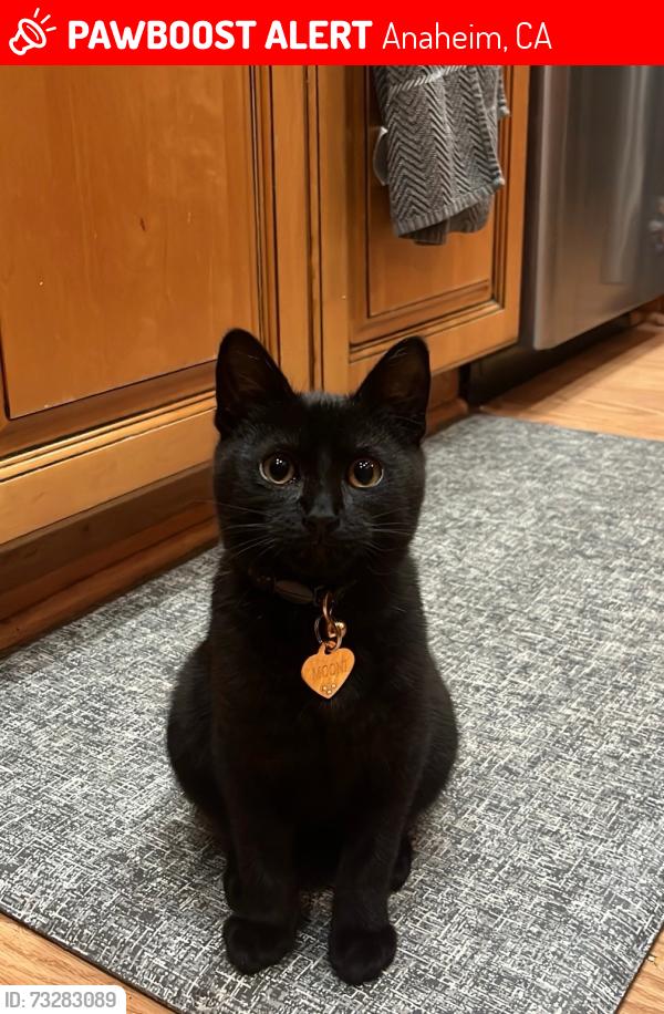 Lost Female Cat last seen Santa Ana Cyn Rd & Lakeview Ave., Anaheim, CA 92807