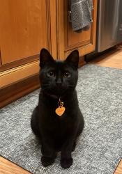 Lost Female Cat last seen Santa Ana Cyn Rd & Lakeview Ave., Anaheim, CA 92807
