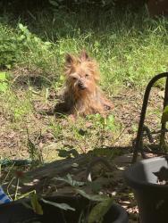 Reunited Male Dog last seen Bright Star and Lone Oak, Arlington, TX 76017