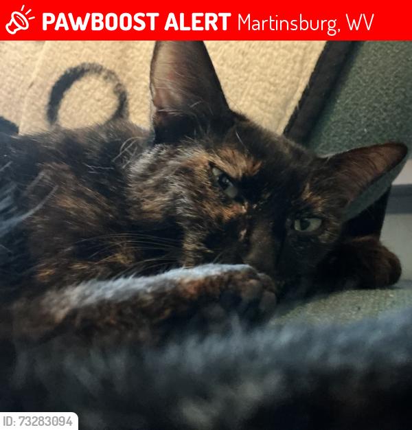 Lost Female Cat last seen APM Inn & Suites, Martinsburg, WV 25404