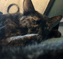 Lost Female Cat last seen APM Inn & Suites, Martinsburg, WV 25404