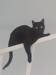 Lost Female Cat last seen Cypress and Division , Bessemer, Pueblo, CO 81004