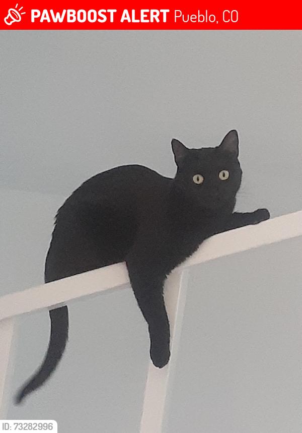 Lost Female Cat last seen Cypress and Division , Bessemer, Pueblo, CO 81004